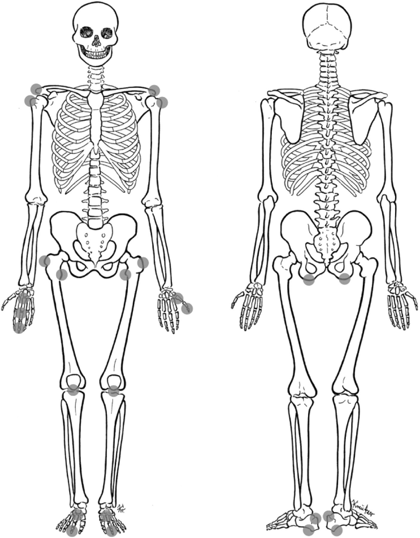 Bone system. Скелет человека анатомия.