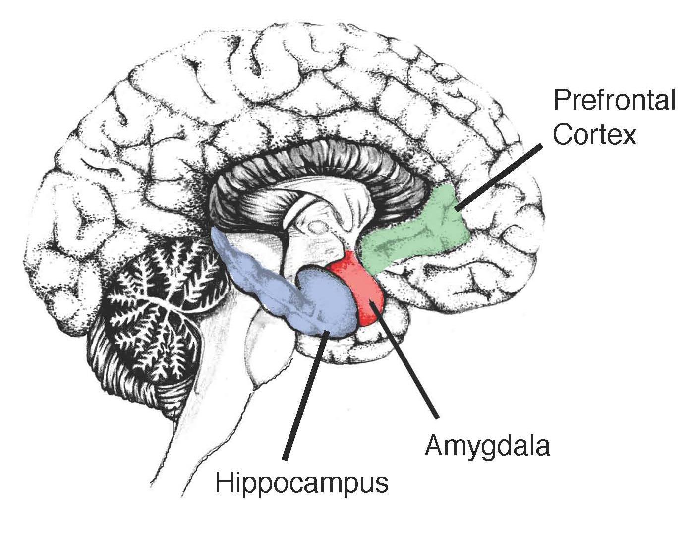 Тело без мозга. Гиппокамп головного мозга анатомия. Амигдала миндалевидное тело. Гиппокамп аммонов Рог. Строение мозга Амигдала.