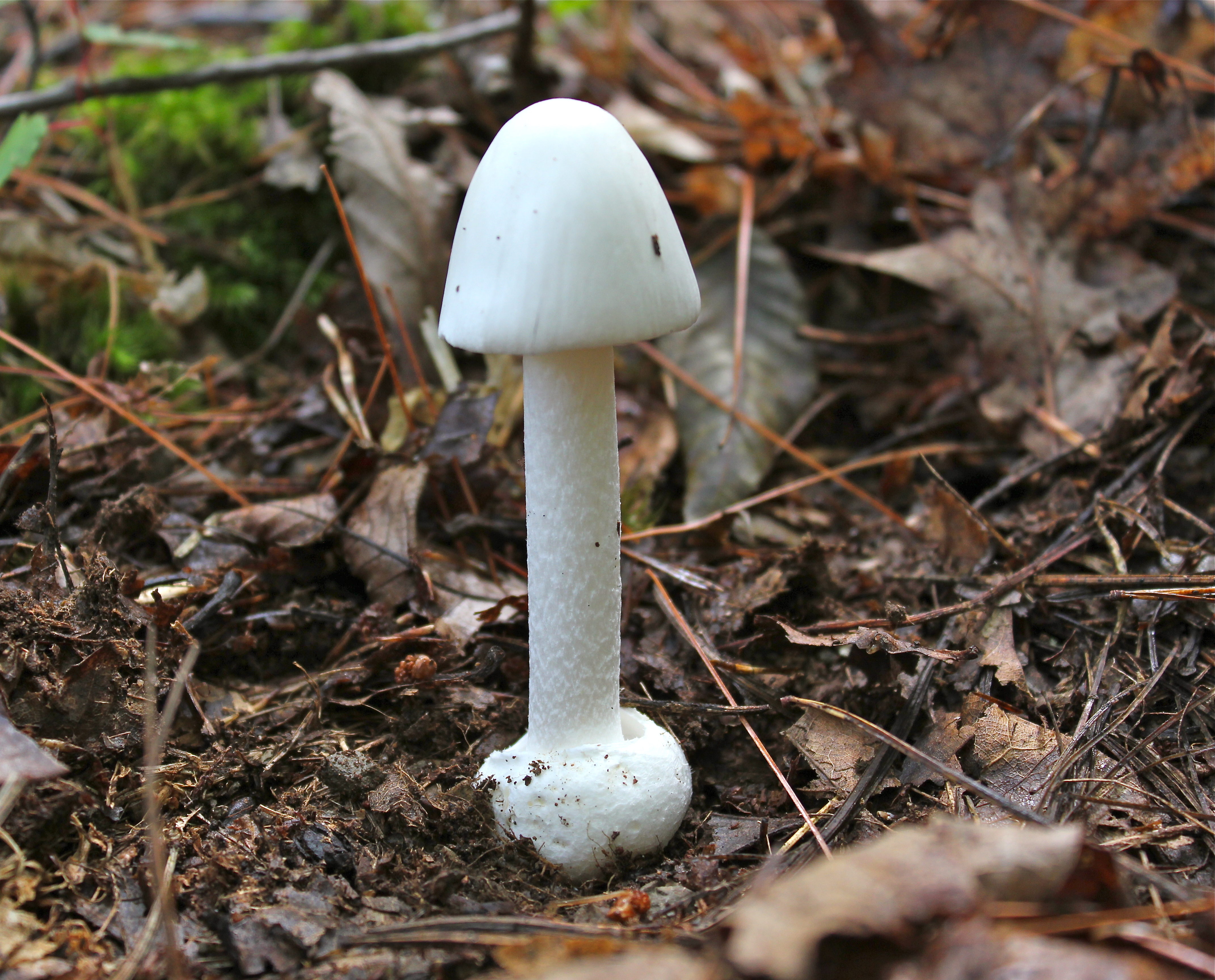 Виды поганок. Белая поганка мухомор вонючий. Мухомор белый (Amanita Verna). Мухомор вонючий (белый, белая поганка). Белая поганка гриб.
