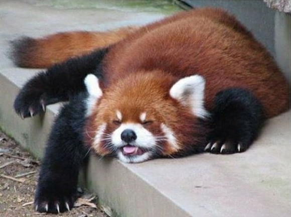 Red Pandas at emaze Presentation