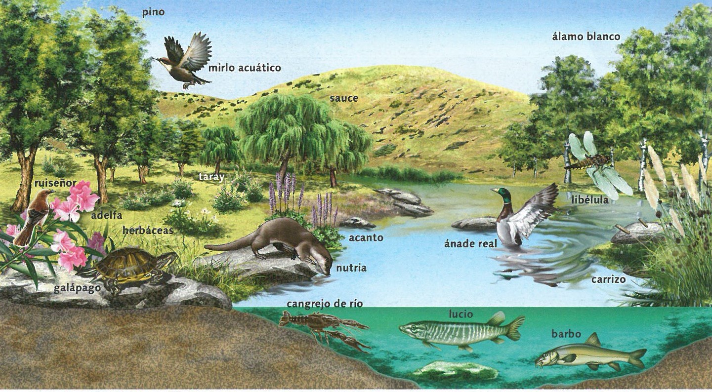 Ecosistema Terrestre Y Acuatico Amoci Images