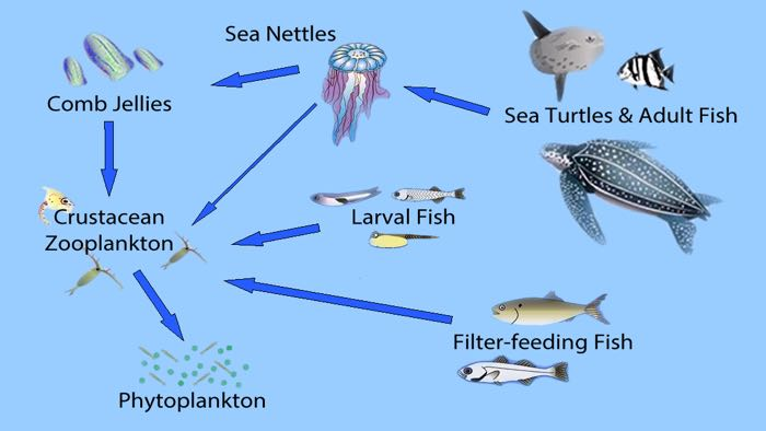 Фитопланктон цепь питания. Фитопланктон зоопланктон пищевая цепь. Пищевая цепь моря. Пищевая цепь в которую входит зоопланктон. Пищевая цепь рыб в аквариуме.