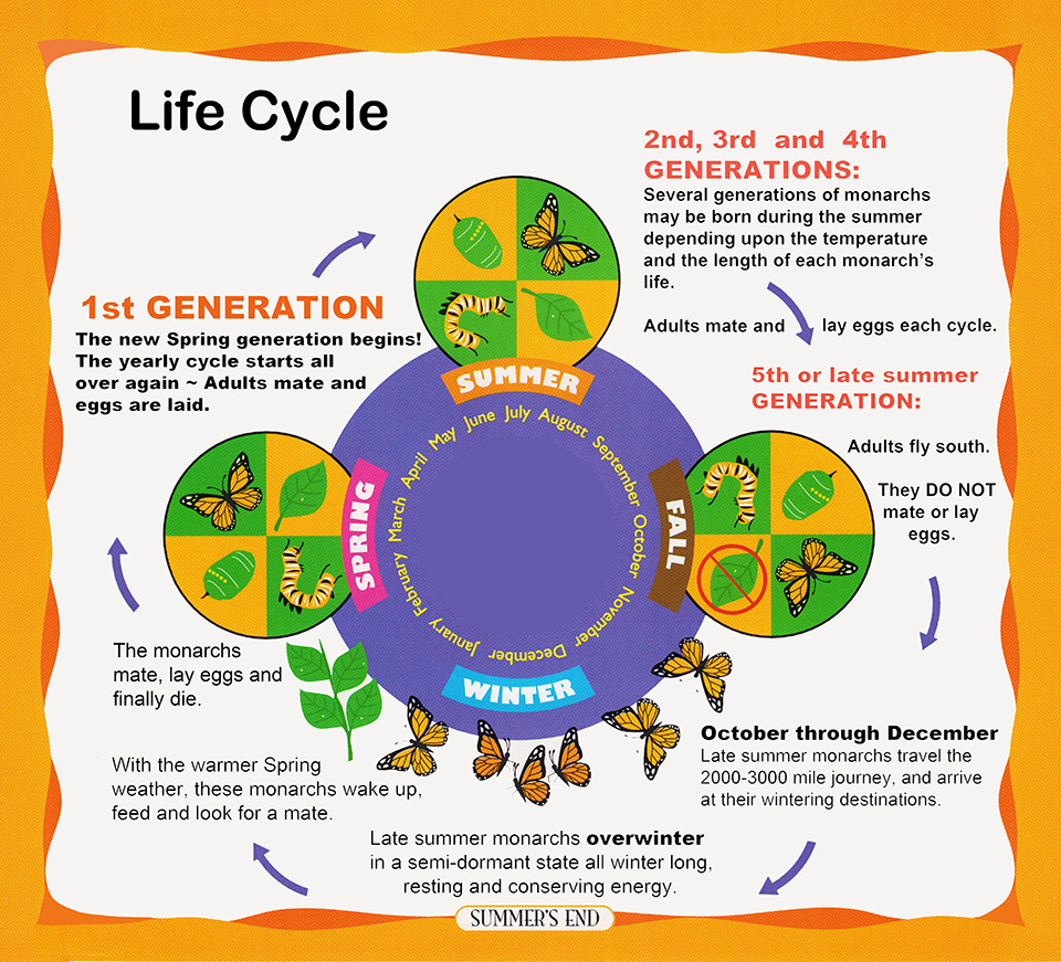 luthfiannisahay Butterfly Life Cycle With Timeline