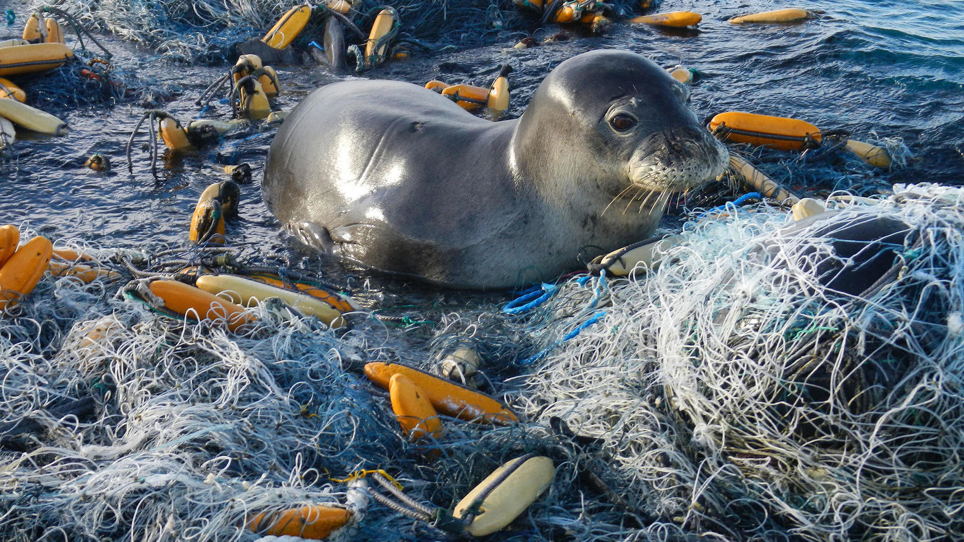 Вода и водные жители. Водные жители. Загрязнение мирового океана. Пластик в океане.