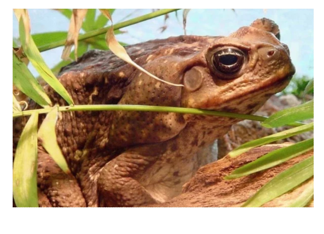 Жаба ага. Жаба Bufo Marinus. Тростниковая жаба ага. Ядовитая жаба ага.