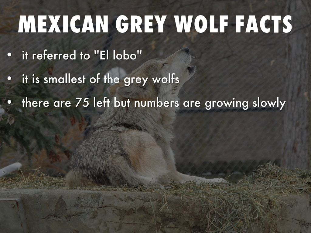 v2 Mexican Gray Wolf on emaze