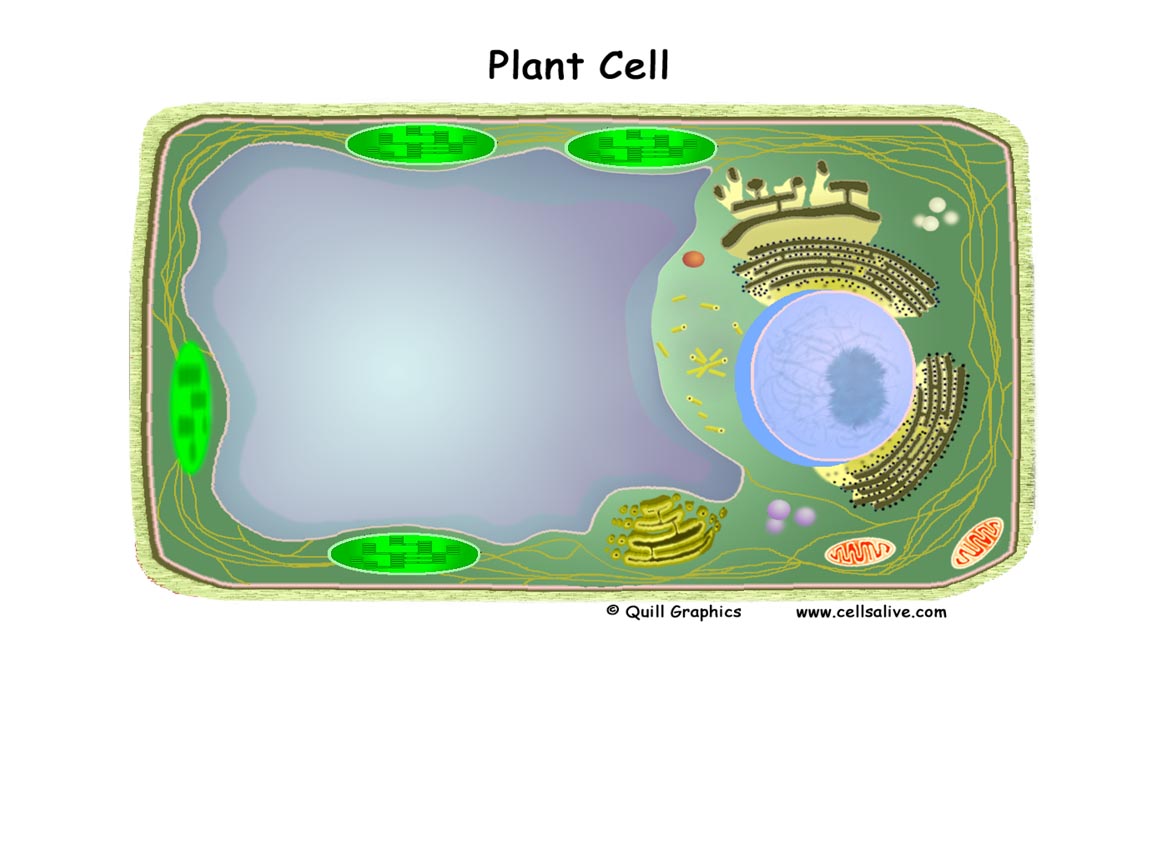 Старая клетка растения. Plant Cell. Клетка растения 3d. Прямоугольные растительные клетки. Фон презентации на тему клетки растительной.