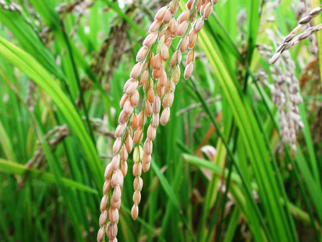 Empresadiana on emaze Con diseño Lecho Arroz