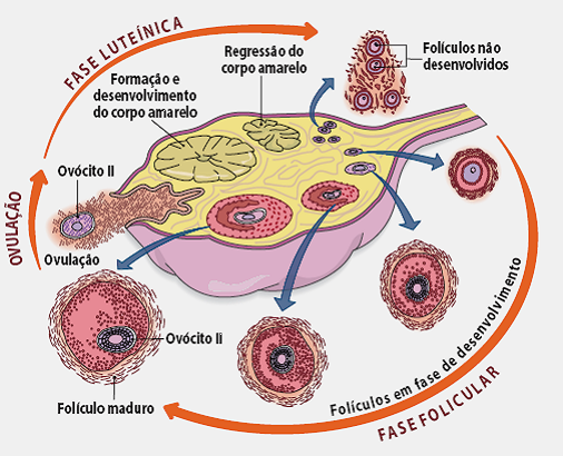 Ciclo ovarico fases