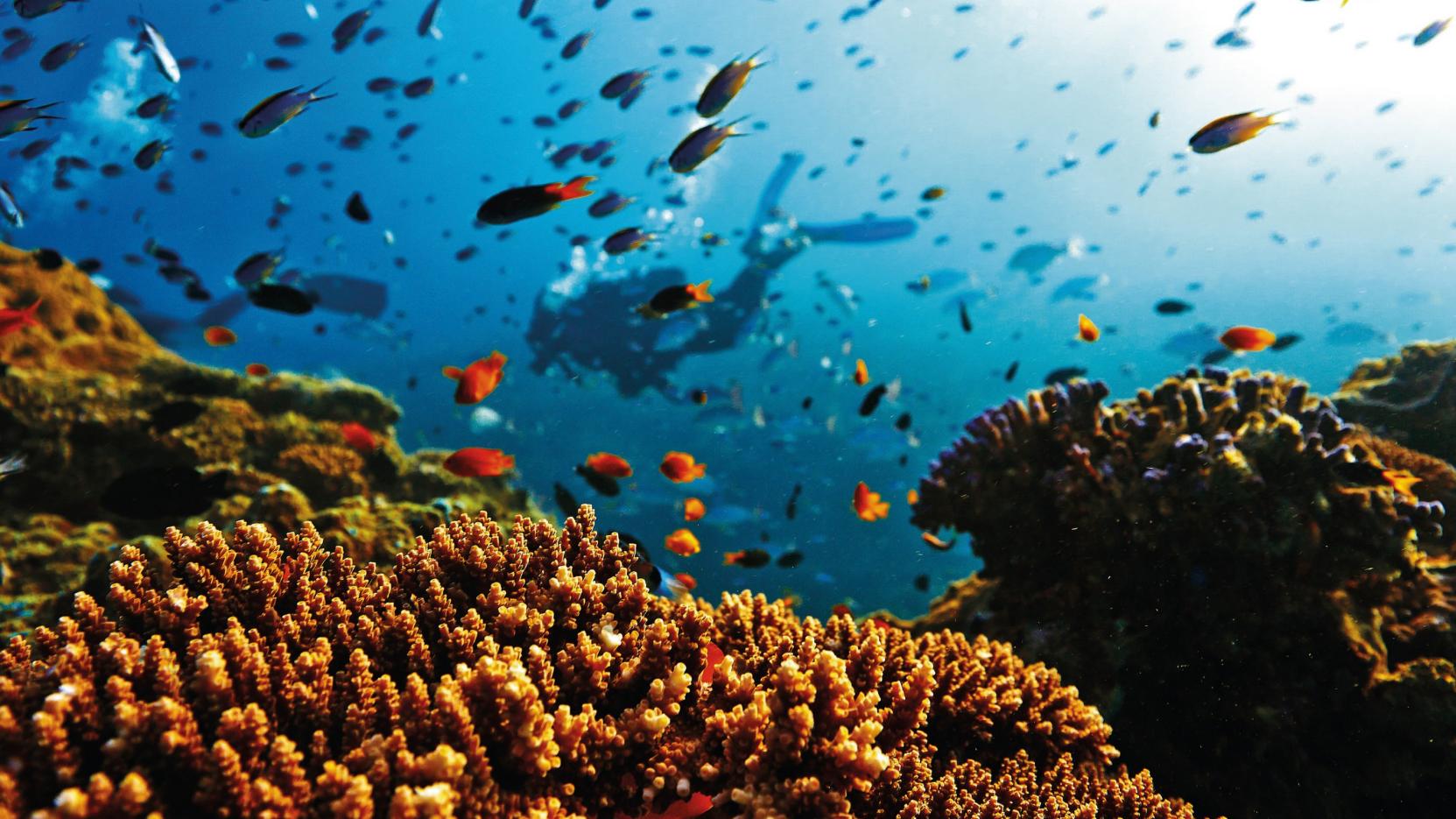 Grand Coral Reef Australia