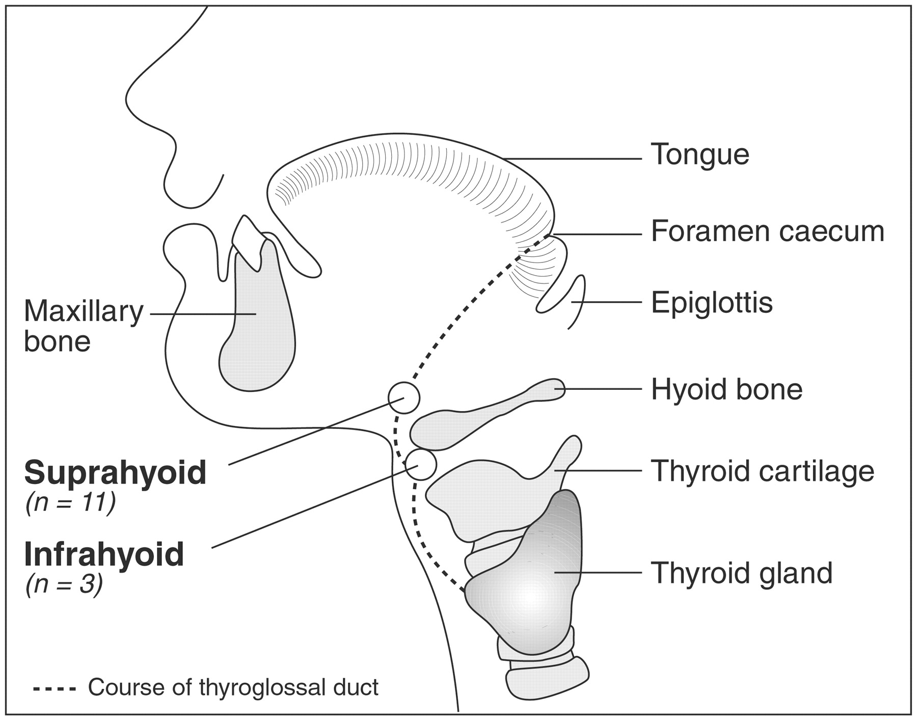 Endocrine 4th year Medicine lect. 2 (1).pptx on emaze