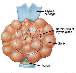 Endocrine 4th year Medicine lect. 2 (1).pptx on emaze
