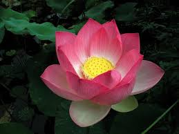 who were the lotus eaters in the odyssey