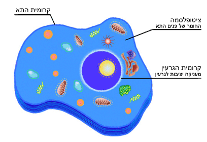 חדש תא צמח at emaze Presentation
