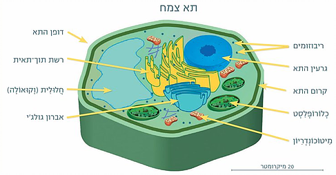 חדש תא צמח on emaze