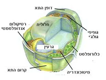 חדש תא צמח on emaze