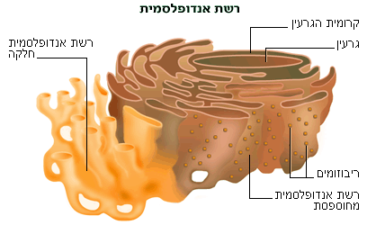 חדש תא צמח on emaze