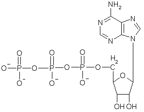 ATP and Sources of Energy.pptx on emaze