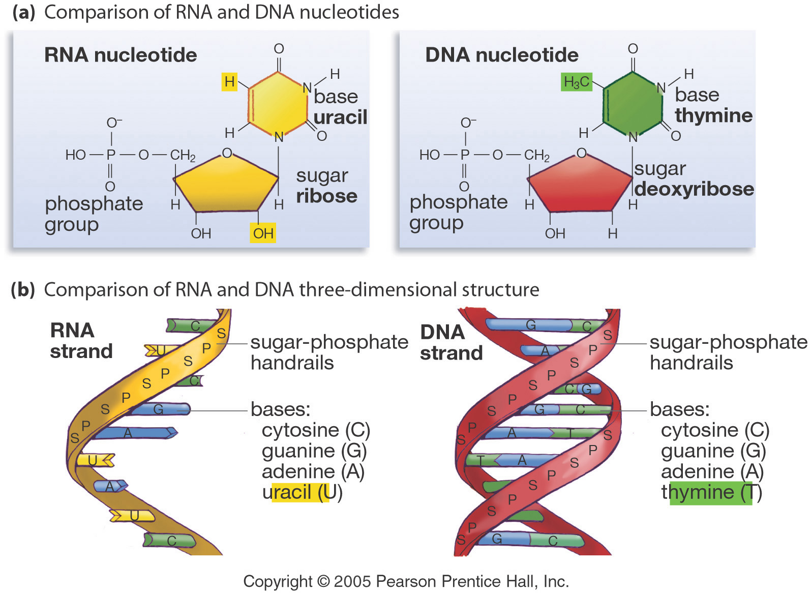 RNA and protein synthesis.pptx on emaze