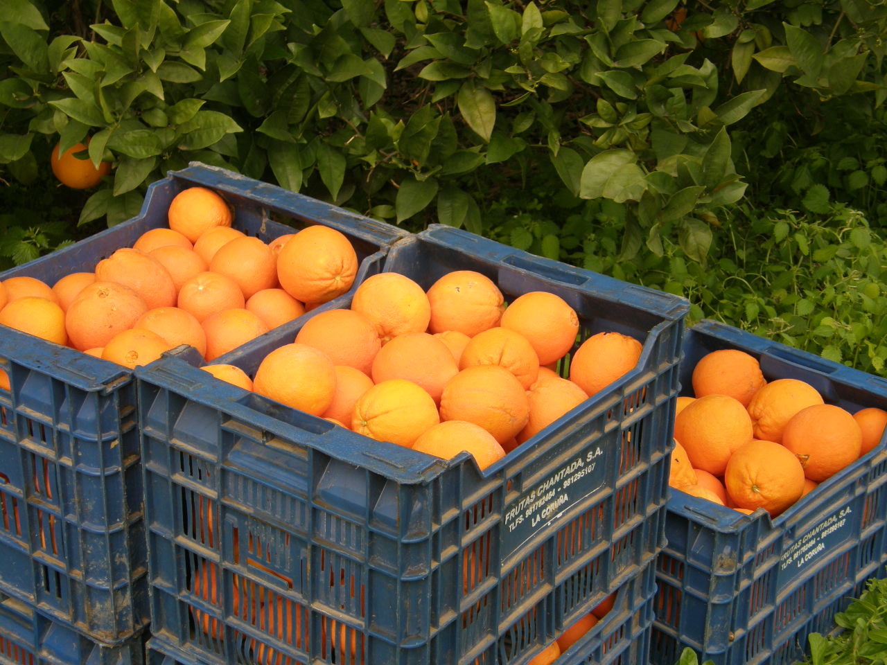 Грейпфруты упаковывают в ящики. Ящик с мандаринами. Ящик с апельсинами. Фрукты в ящике. Апельсины в коробках.