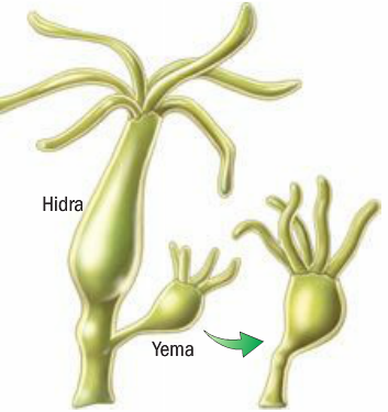 Resultado de imagen de hidra reproduccion asexual
