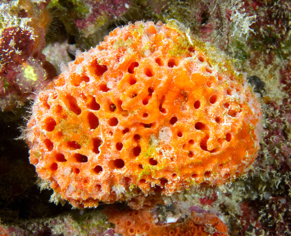 sponges have specialized cells with flagella that move water through the sponges that are called