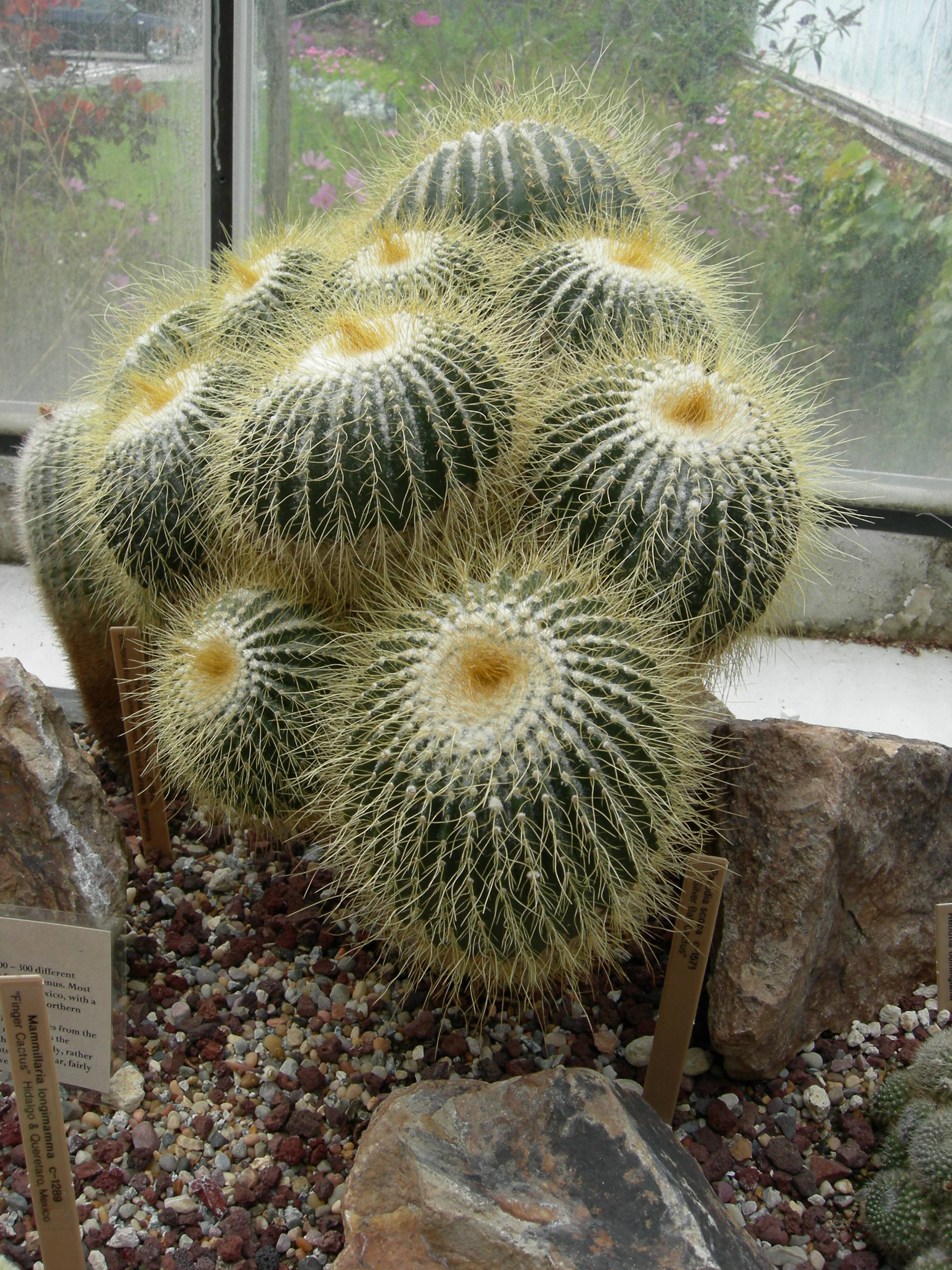 Notocactus eremiticus