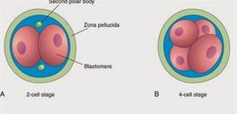 Embriología: on emaze