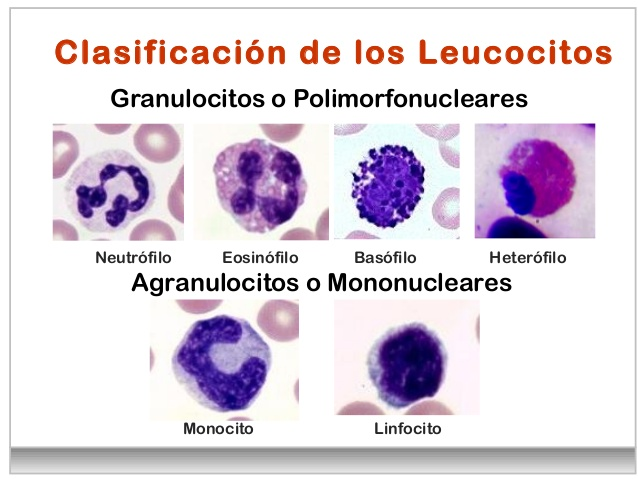 Que significa leucocitos
