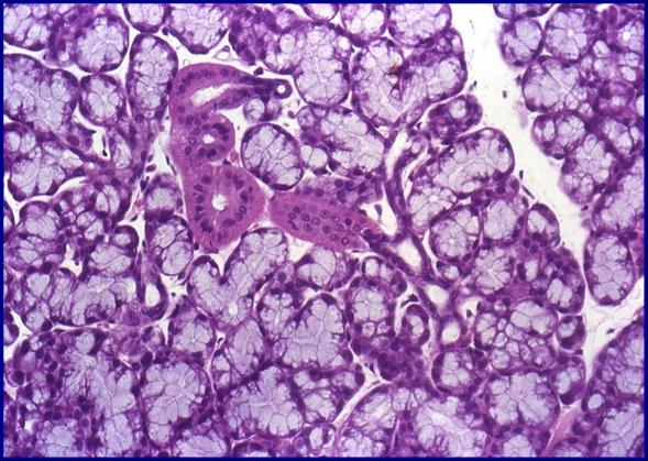 Tejido Epitelial Glandular. Dra. Liset Camaño Carballo..pptx on emaze