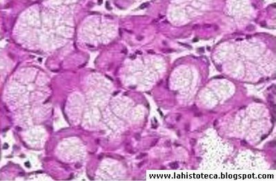 Tejido Epitelial Glandular. Dra. Liset Camaño Carballo..pptx on emaze