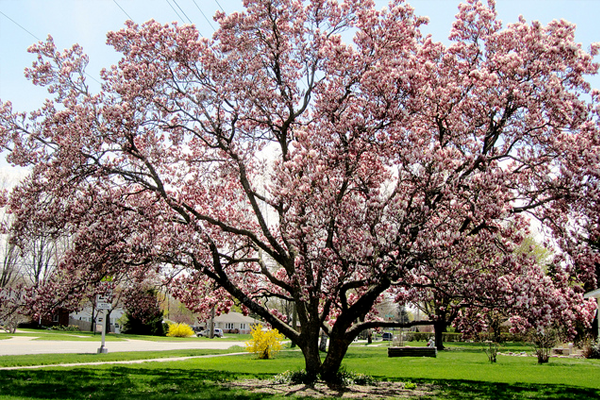 “Split Cherry Tree” By Jesse Stuart – GEE NA GEE