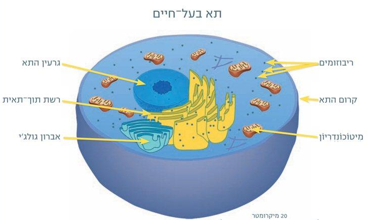 עבודה במדעים - תא at emaze Presentation