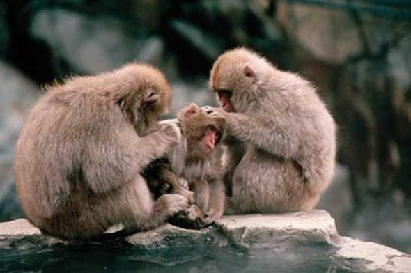 Clan de monos