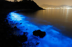 The Secret History of Bioluminescence