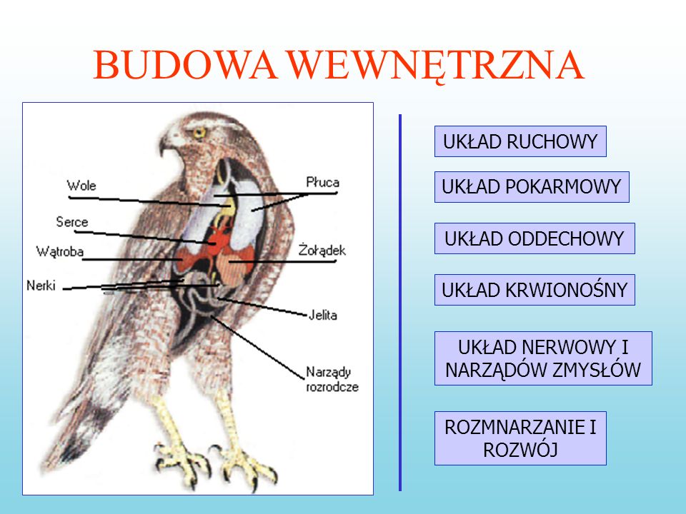 pTaKi on emaze