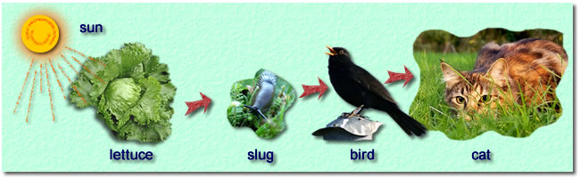 Койот и пума. Пищевая цепь собаки. Пищевая цепь кошки. Цепи питания примеры. Пищевая цепь кошки.
