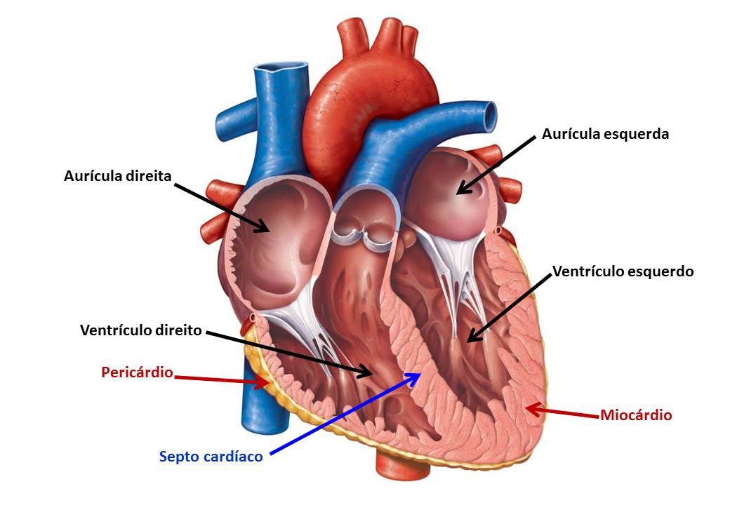 Coração copy2 on emaze Coração copy2 on emaze