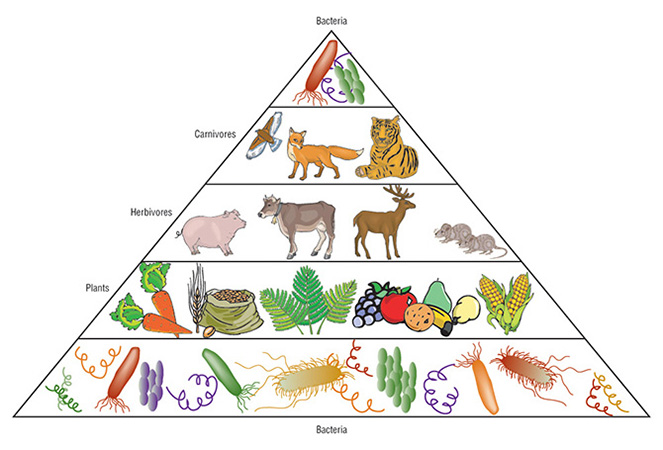 ECOLOGICAL PYRAMIDES.pptx on emaze