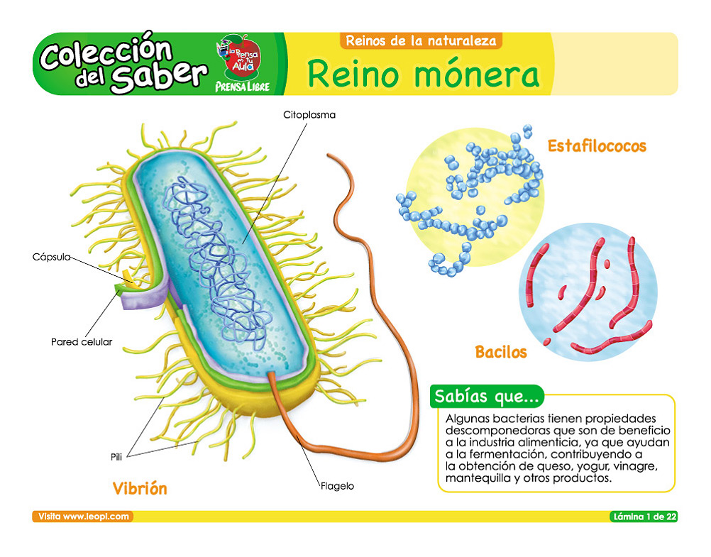 Clasificación de los seres vivos by María Moreno on emaze