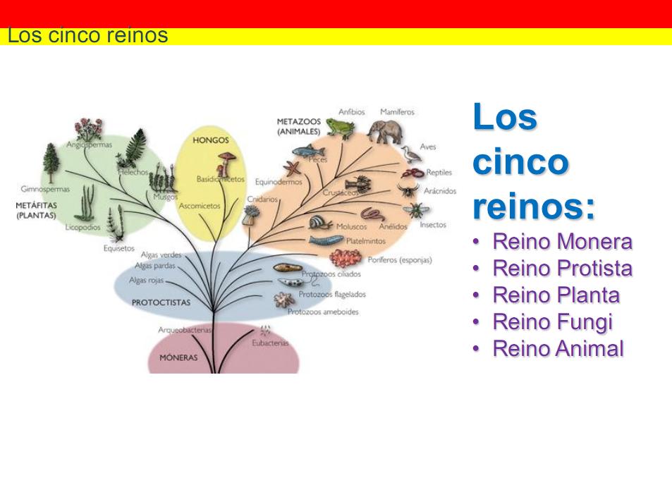 Clasificación de los seres vivos at emaze Presentation