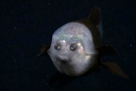 Barreleye Fish Adaptation
