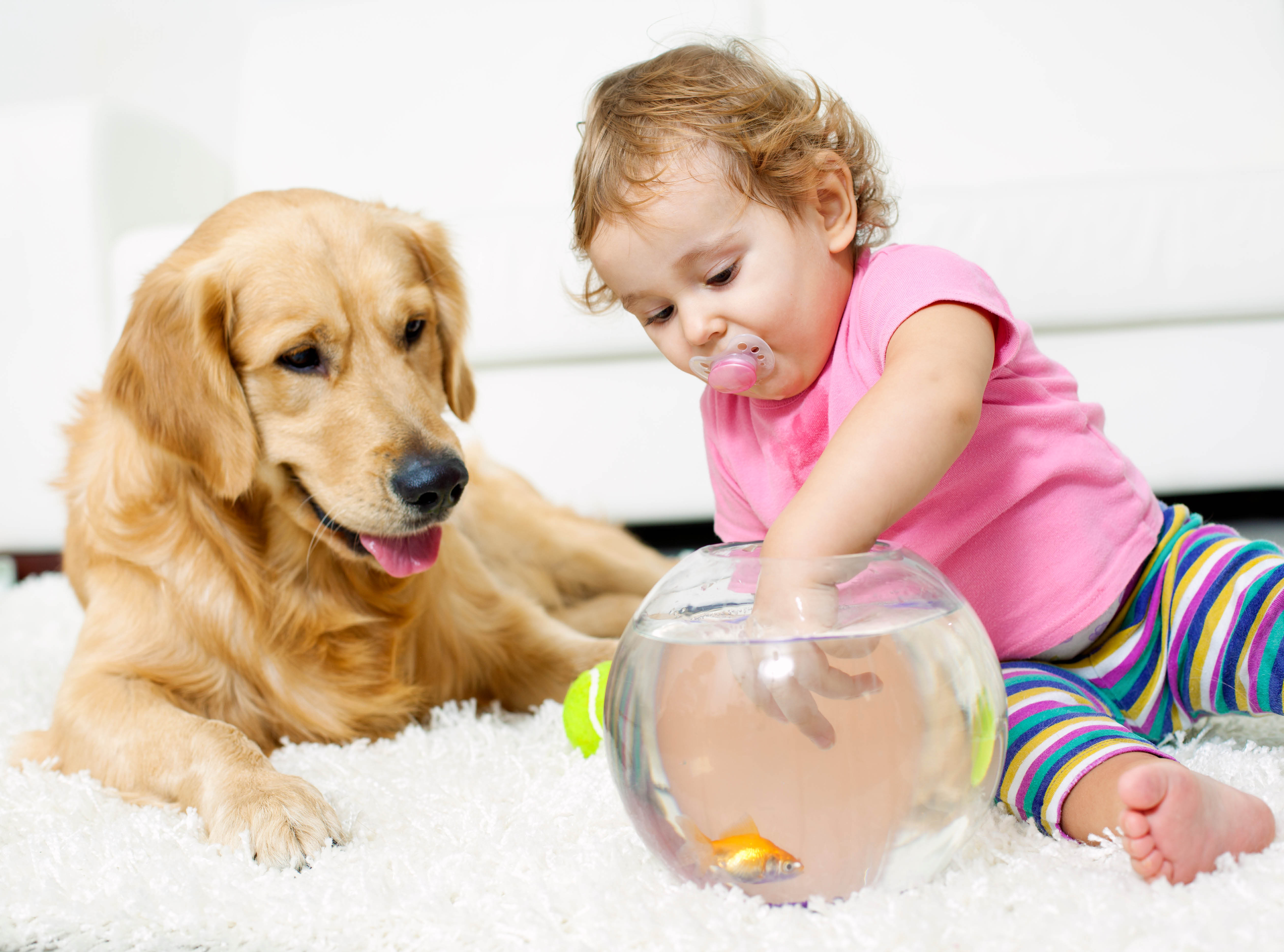 Give a talk about pets. Домашние питомцы. Собака для детей. Дружелюбный питомец. Здоровый питомец.