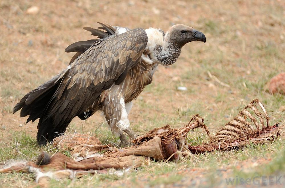 Vultures west. Стервятник над добычей. Стервятник в пустыне. Пустынные падальщики.