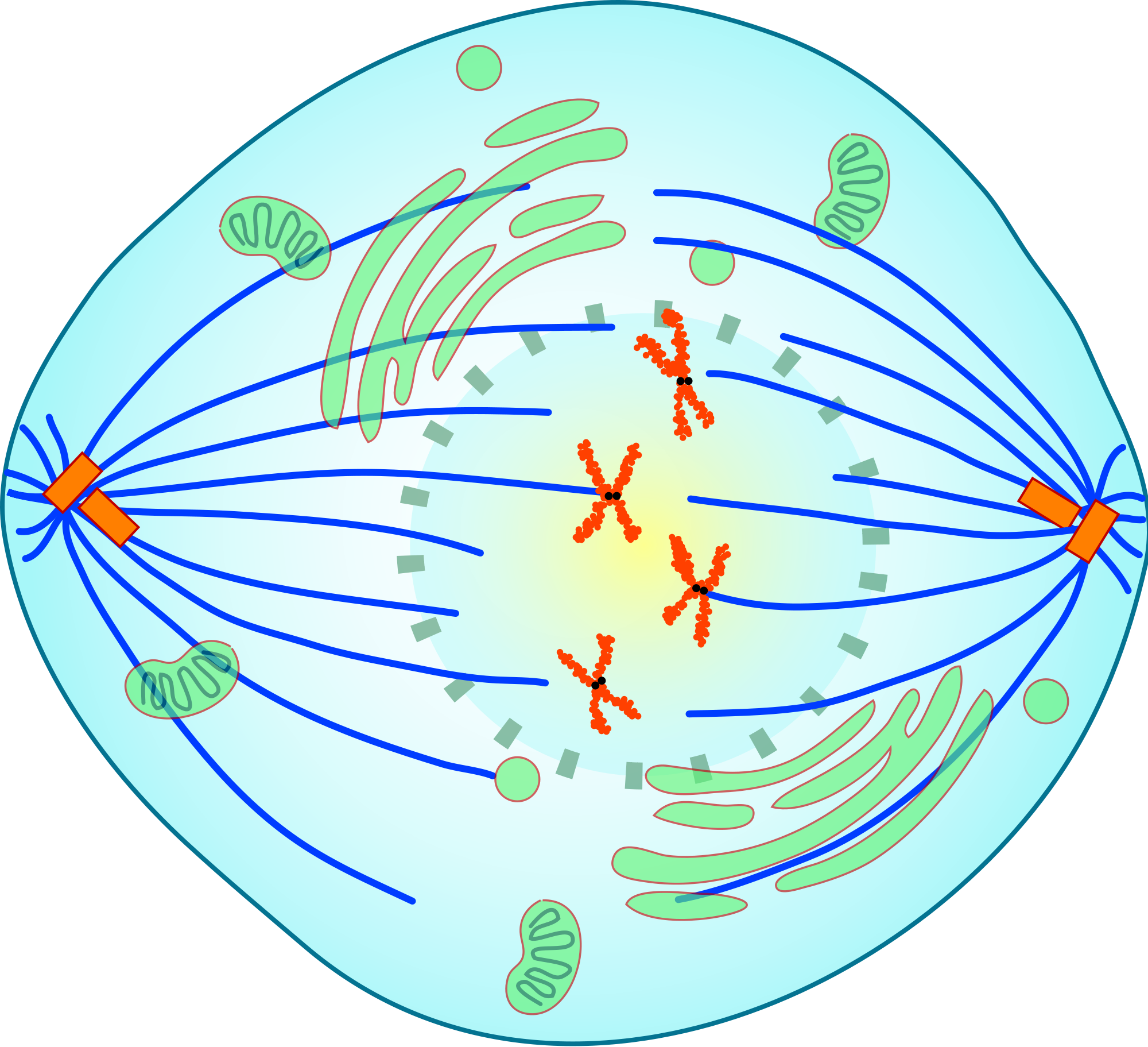 Phases Of Mitosis Metaphase