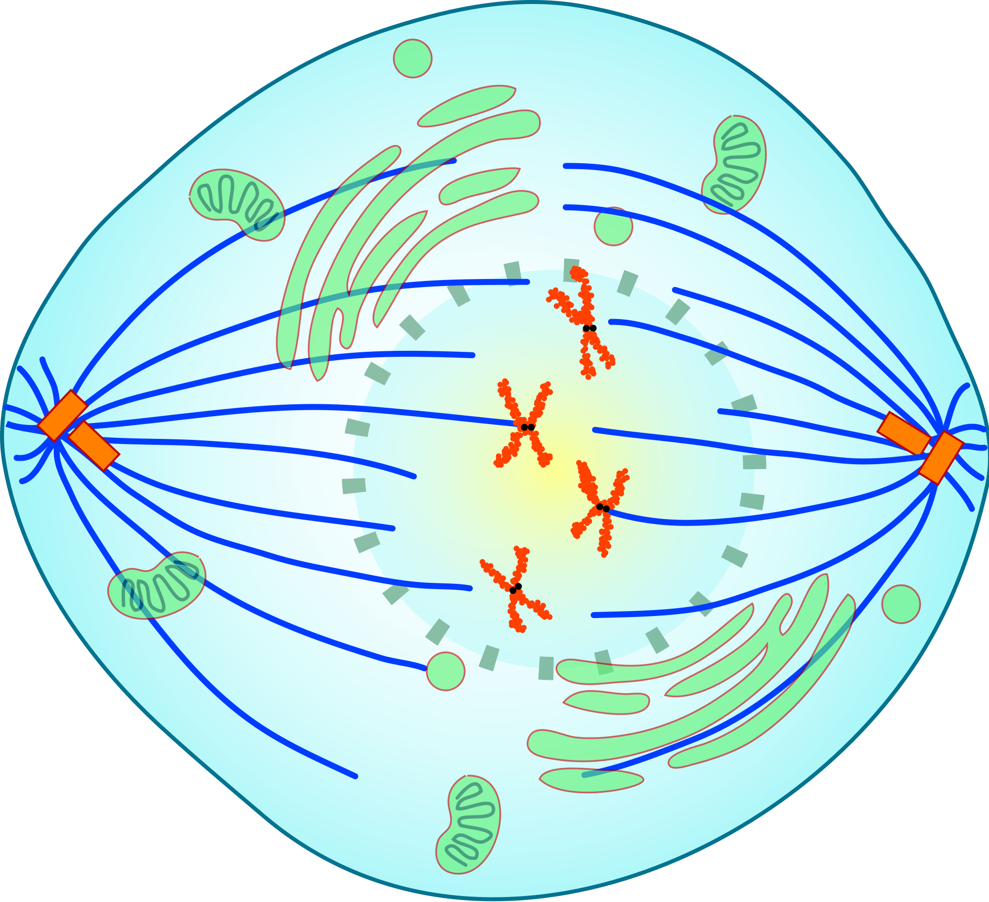 mitosis-on-emaze