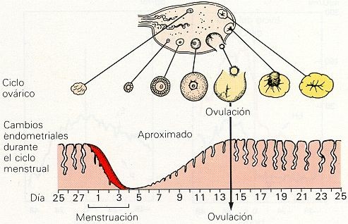 Que es duracion de ciclo menstrual