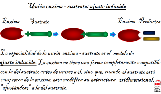 cinetica enzimatica by on emaze