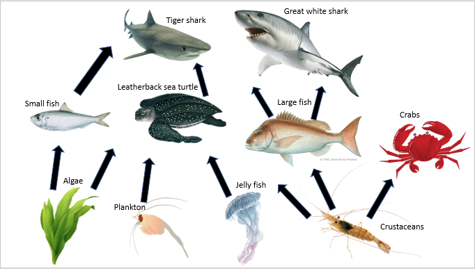 Simple Hawksbill Sea Turtle Food Chain Food Chain Hawksbill Sea 