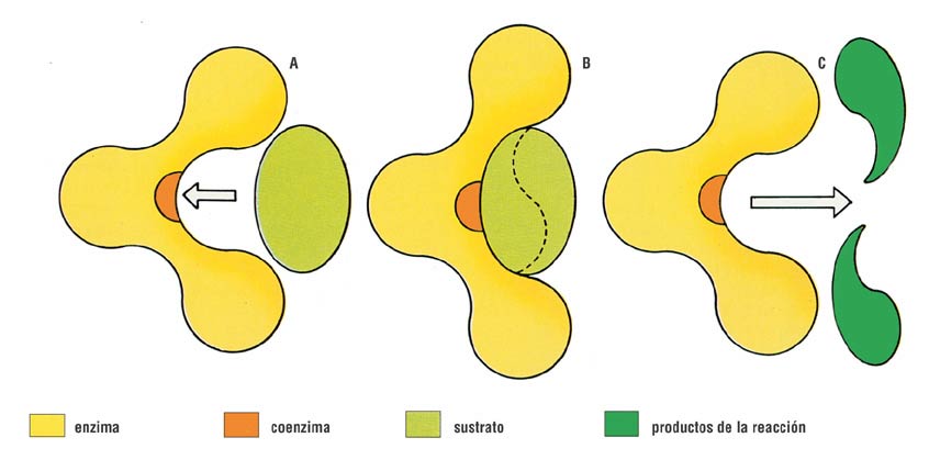 BIOLOGIA on emaze